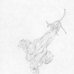 Blüte 2