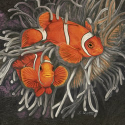 Clownfische
