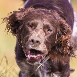 Wachtelhund