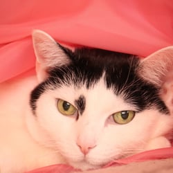 Bastet the Cat 2012 Teil 04