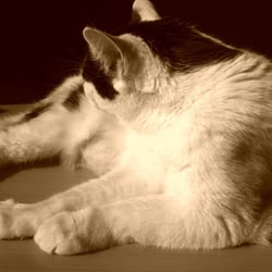 Bastet in Sepia No. 09