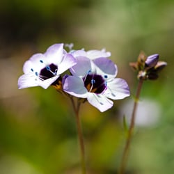 Wildflowers of the Ballona, Los Angeles’s last remaining wetland