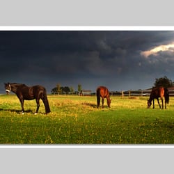 Esref Yilmaz/Fotografie: Tiere