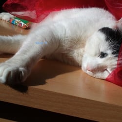 Bastet is Tired..