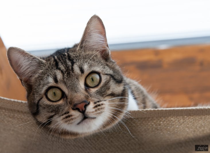It´s me … Mica