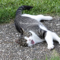 CAT AUG. 2014