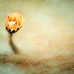 - hoffnung -