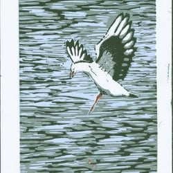 Landende Möwe, Linoldruck