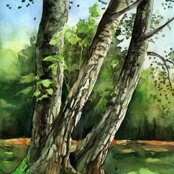 3birken