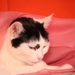 Bastet the Cat 2012 Teil 04