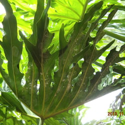 Blatt im Gegenlicht