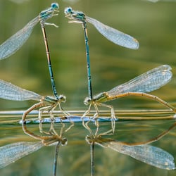 Weiße Federlibelle, 2 Paare bei der Eiablage, Pagelsee, Nationalpark Müritz