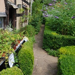 saplings for sale