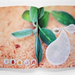 Buch/ Herbs in the city / Editorial