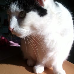 Bastet