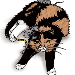 Katzen