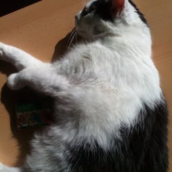 Bastet the Cat 2012 No. 20