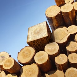 Squared treelog