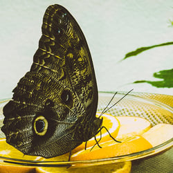 Zmetterling