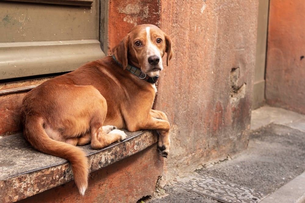 Dog on the street – Perpignan