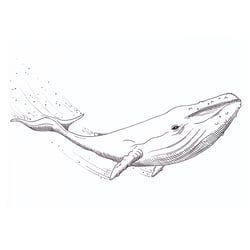 Wal (Fineliner)