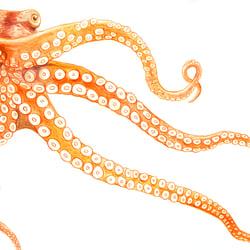 Oktopus (Gouache)