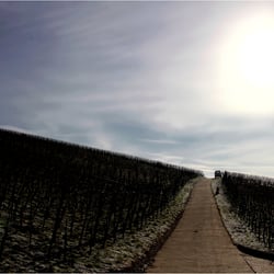 der Sonne entgegen
