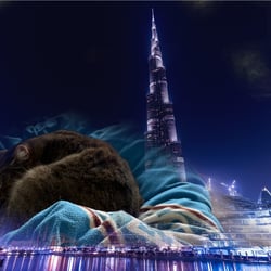 Tiger in Dubai