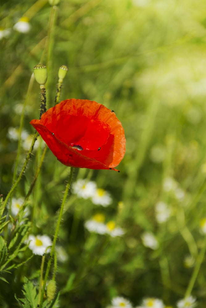 Mohn