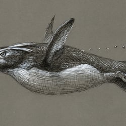 felsenpinguin