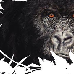 Gorilla (Sachbuch)