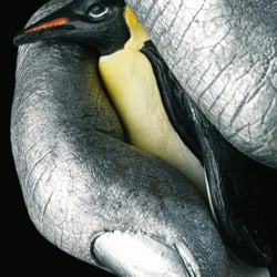 Amnesty International Pinguin