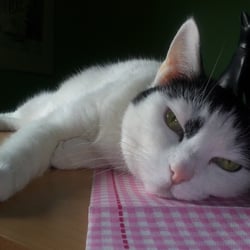 Bastet