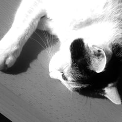 Bastet in Black and White 06