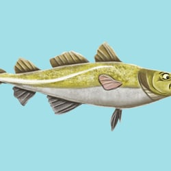 Illustration für Marketingmaßnahmen des Landesanglerverbands Sachsen-Anhalt