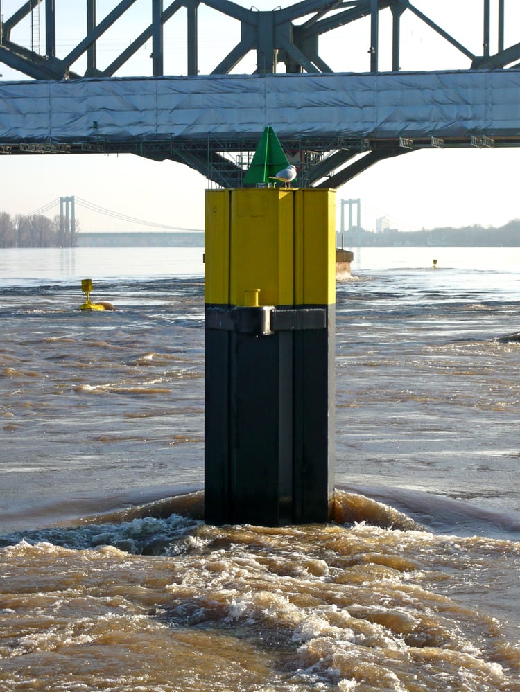 Wohin? Möwe in Sicherheit
