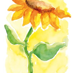 Sonnenblume