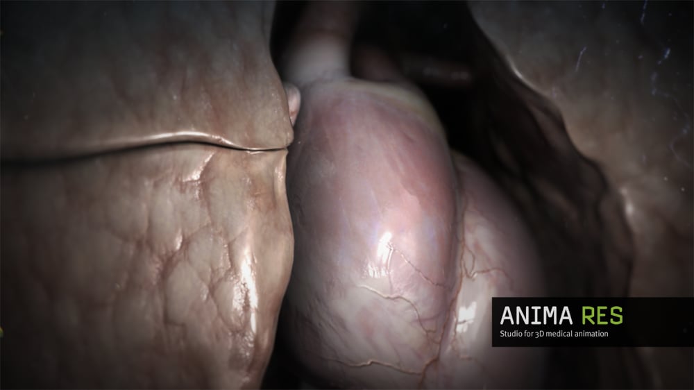 3d animated heart and lung