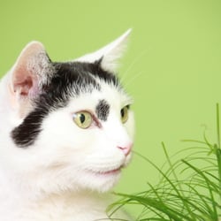 Bastet the Cat 2012 Teil 02