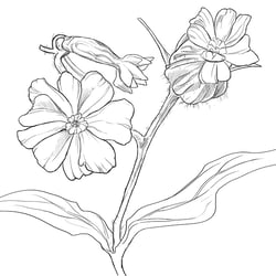 Silene Latifolia