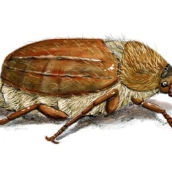 Junikäfer – digitale Illustration