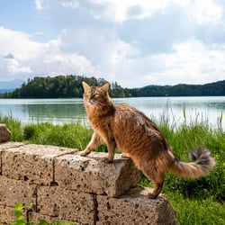 Purizon Katzenfutter