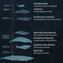 Pottwal Infografik 03