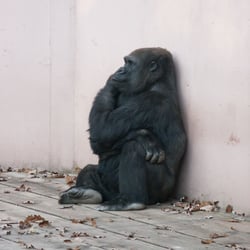 Gorilla