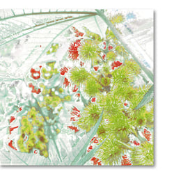 digitale Collage > rhizinus green
