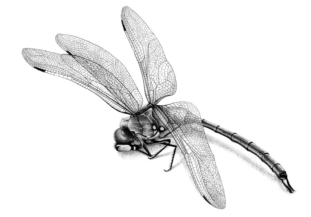 Animal Studies – Libelle