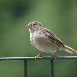 Stockfotografie