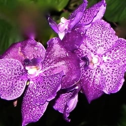 Orchidee, violett