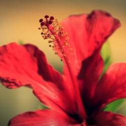 blüte
