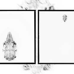 scull